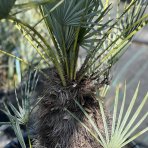 Palmička nízka (Chamaerops Humilis) ´CERIFERA´ ( -17°C) - výška 90-100 cm, Výška kmeňa: 30-40 cm, kont. C50L (-17°C)